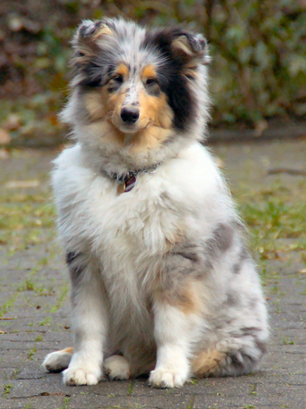 Blue Label vom Old Tom (Tom), Foto D. Kocks-Wilde Blue Label vom Old Tom (Tom), Foto D. Kocks-Wilde