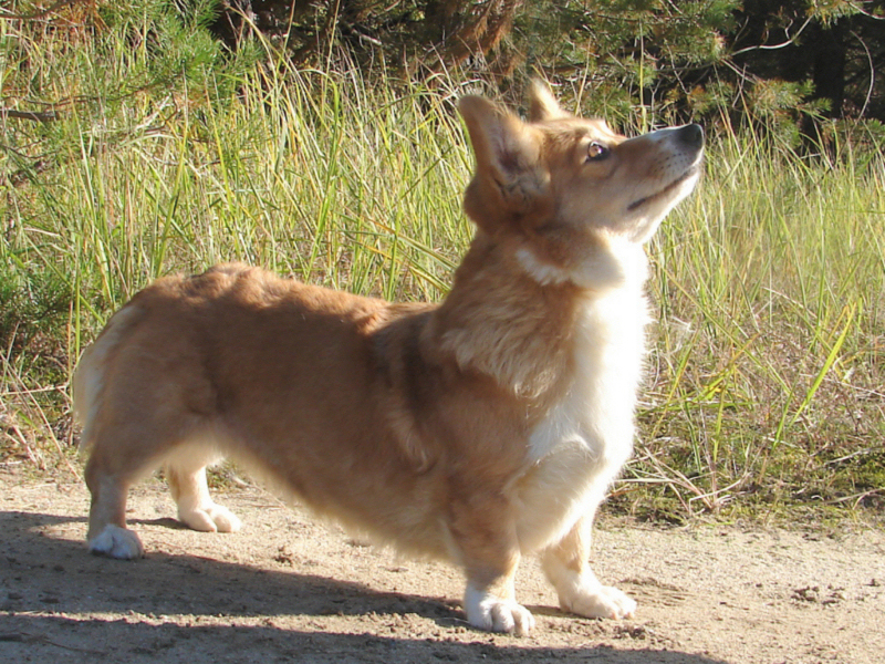 Corgi09393 Corgi09393