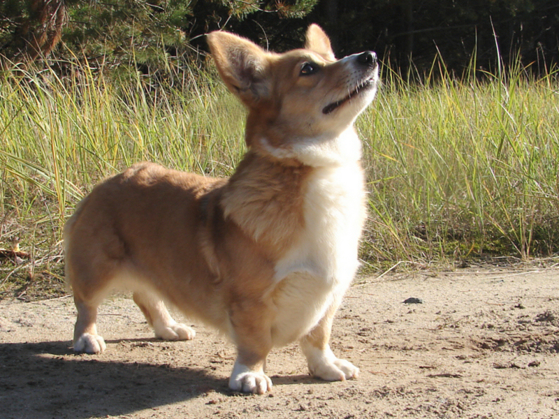 Corgi09398 Corgi09398