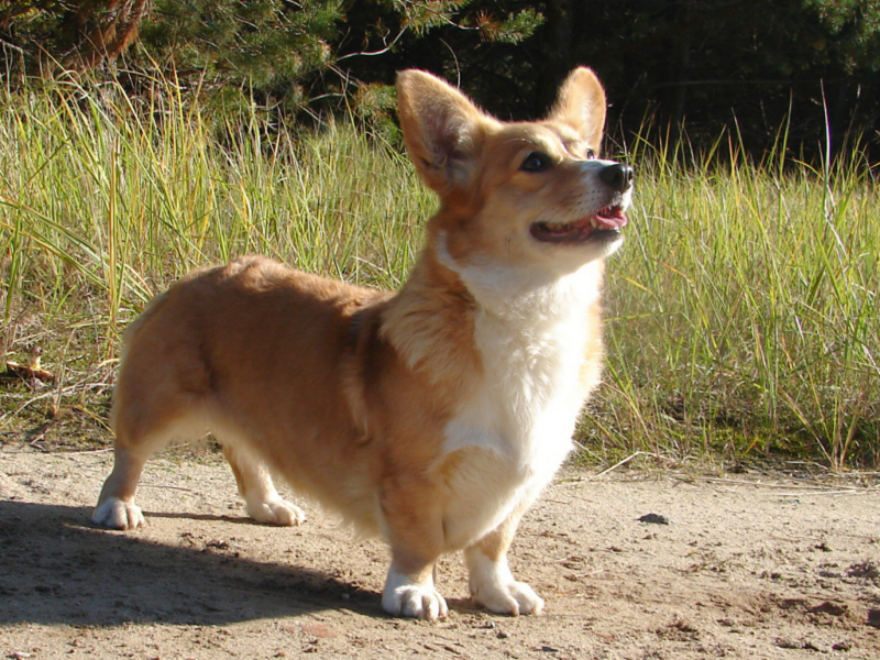 Corgi09404