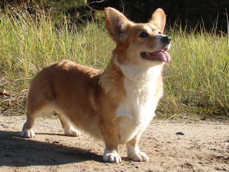 Corgi09405