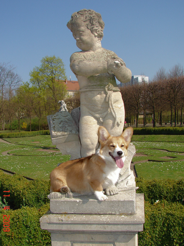 CorgiGalerieEngel