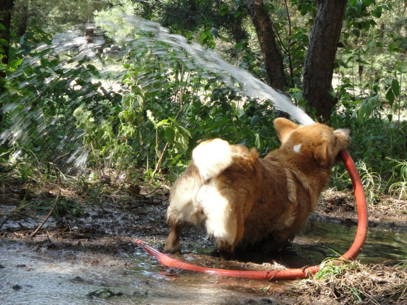 Corgi-Waschanlage