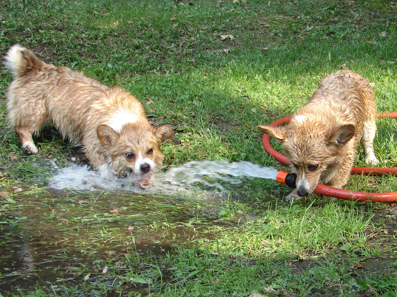 Corgi-Waschanlage