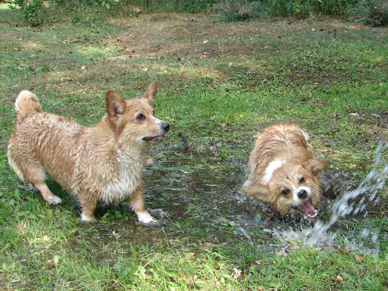 Corgi-Waschanlage