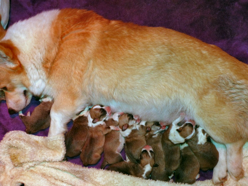 Corgi-J-Wurf vom 10. Februar 2015, Foto J. Bloi Corgi-J-Wurf vom 10. Februar 2015, Foto J. Bloi