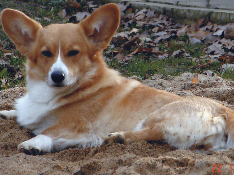 Corgi Corgi