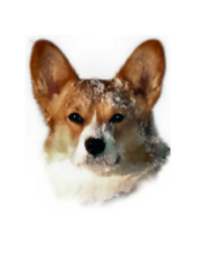 Corgis-vom-Old-Tom