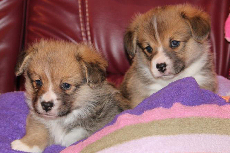 GWurfCorgis2013-08-APR_014 GWurfCorgis2013-08-APR_014
