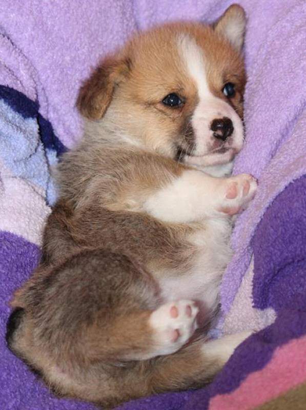 GWurfCorgis2013-08-APR_020 GWurfCorgis2013-08-APR_020