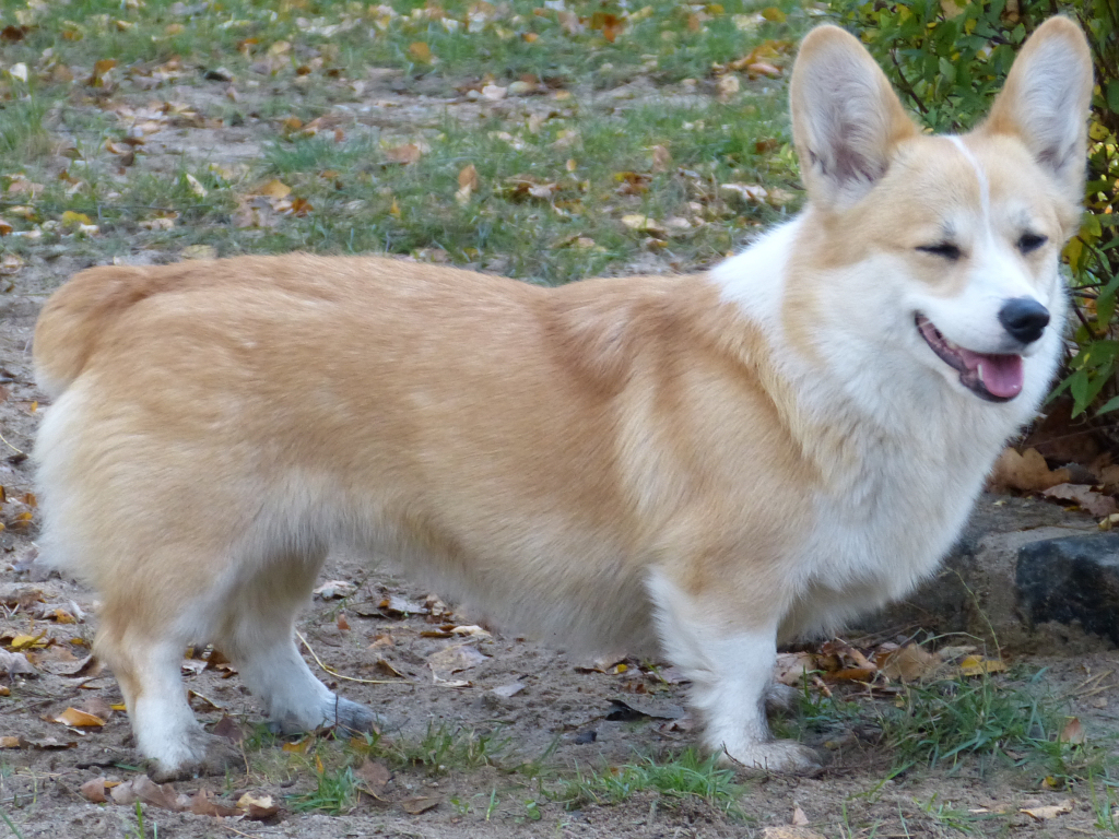 Goldy Goldy
