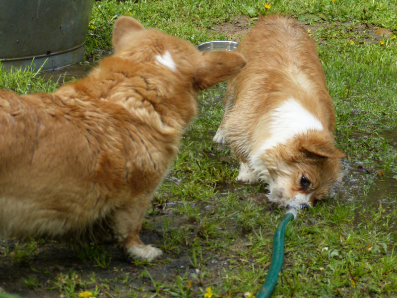 Grisu liiiiiebt Wasser ;-)