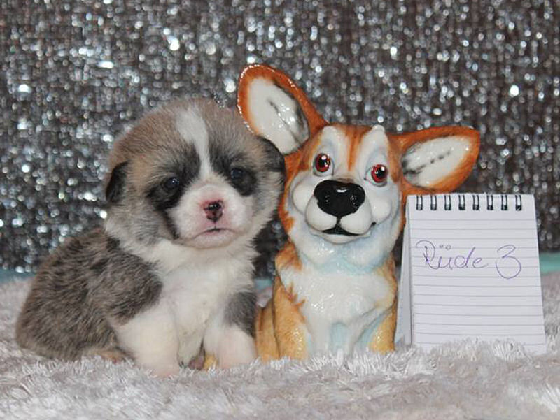 Rüde #3 Rüde #3