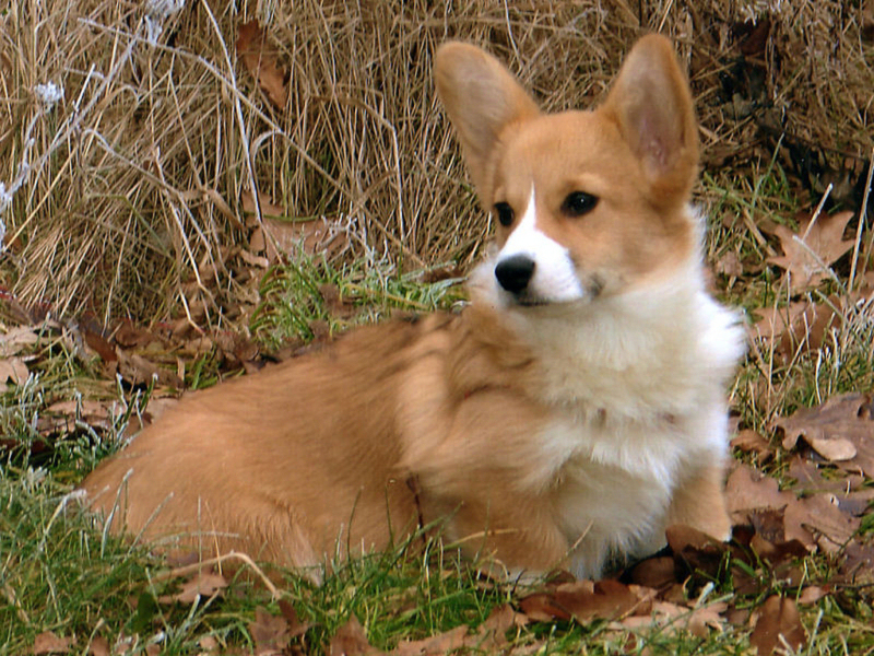 MandyBobTheCorgi-02 MandyBobTheCorgi-02