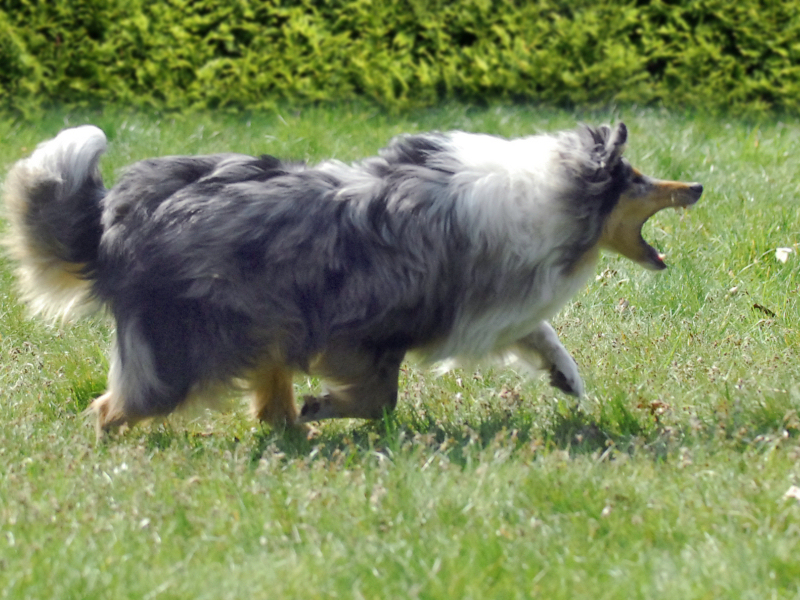 Marino auf Schmetterling-Jagd, April 2014