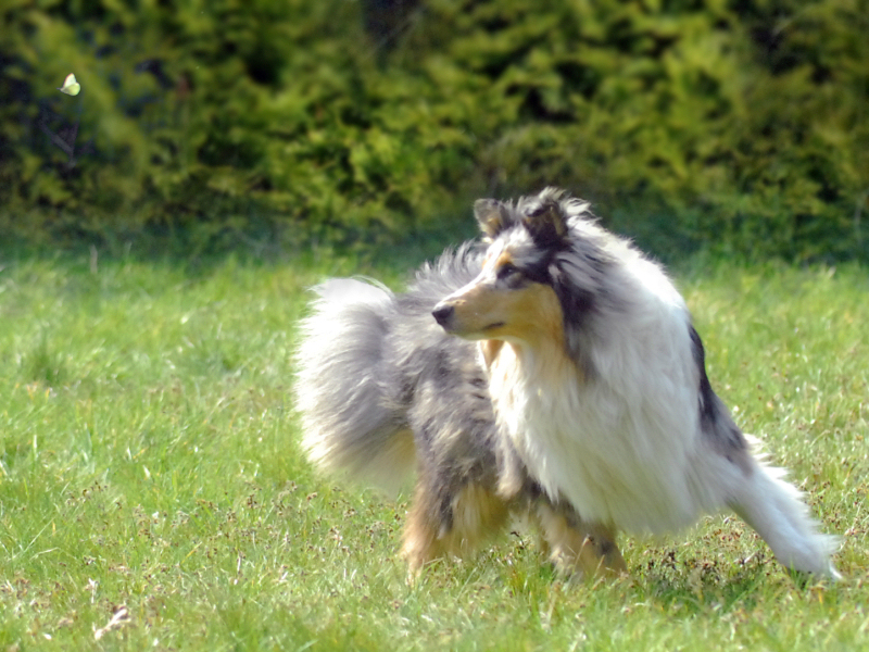 Marino auf Schmetterling-Jagd, April 2014