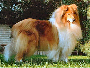 Mishu 01 Mishu 01