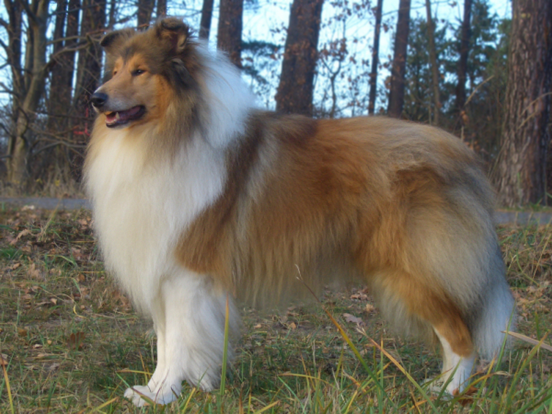 MontyStandHerbst MontyStandHerbst