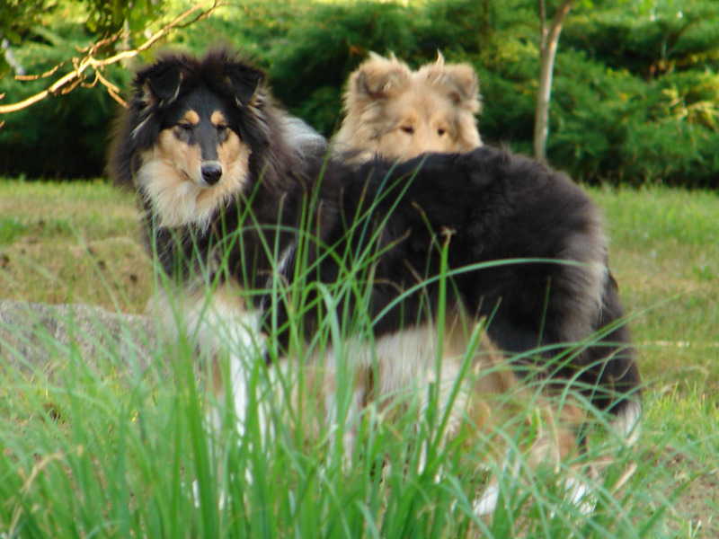 Nosy Nellybelle (Bonnie) vom Old Tom Nosy Nellybelle (Bonnie) vom Old Tom