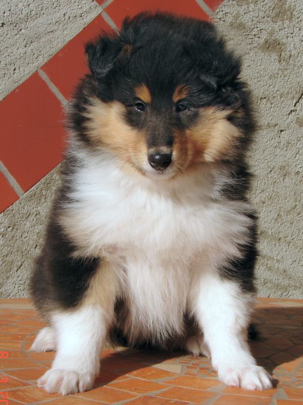 Quendoline Quendoline