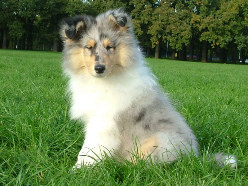 Saphir Blue Eyes vom Old Tom Saphir Blue Eyes vom Old Tom