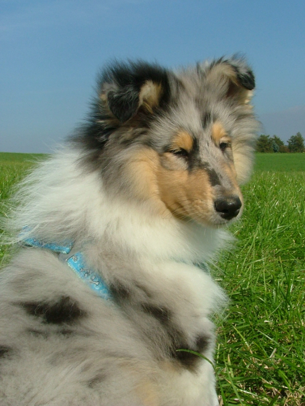 Saphir Blue Eyes vom Old Tom Saphir Blue Eyes vom Old Tom