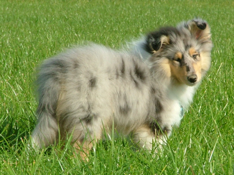 Saphir Blue Eyes vom Old Tom Saphir Blue Eyes vom Old Tom
