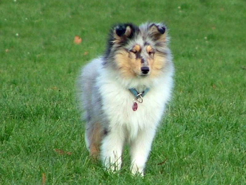 Saphir Blue Eyes vom Old Tom Saphir Blue Eyes vom Old Tom