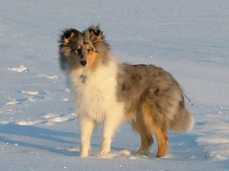 Saphir Blue Eyes vom Old Tom Saphir Blue Eyes vom Old Tom