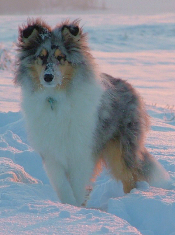 Saphir Blue Eyes vom Old Tom Saphir Blue Eyes vom Old Tom