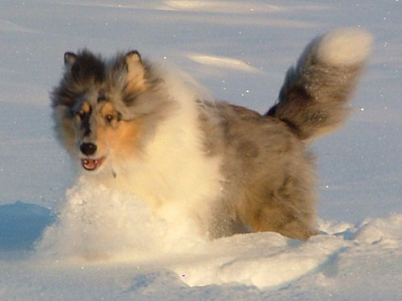 Saphir Blue Eyes vom Old Tom Saphir Blue Eyes vom Old Tom