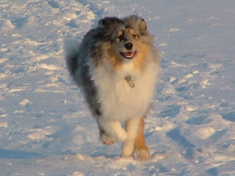 Saphir Blue Eyes vom Old Tom Saphir Blue Eyes vom Old Tom