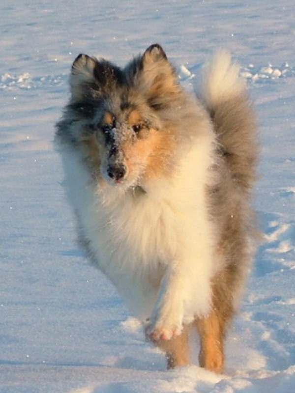 Saphir Blue Eyes vom Old Tom Saphir Blue Eyes vom Old Tom