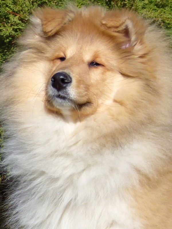 Zampano Zampano