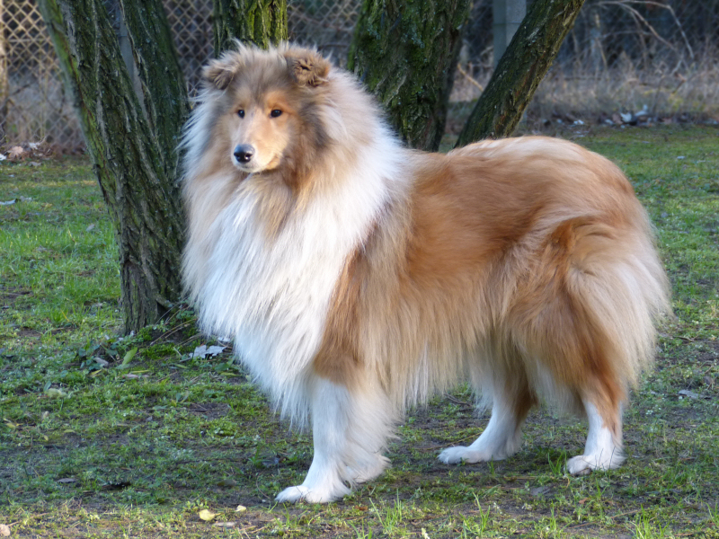 Zanzarella vom Old Tom (Zanza), 16. Dezember 2013. Foto Doris Franke