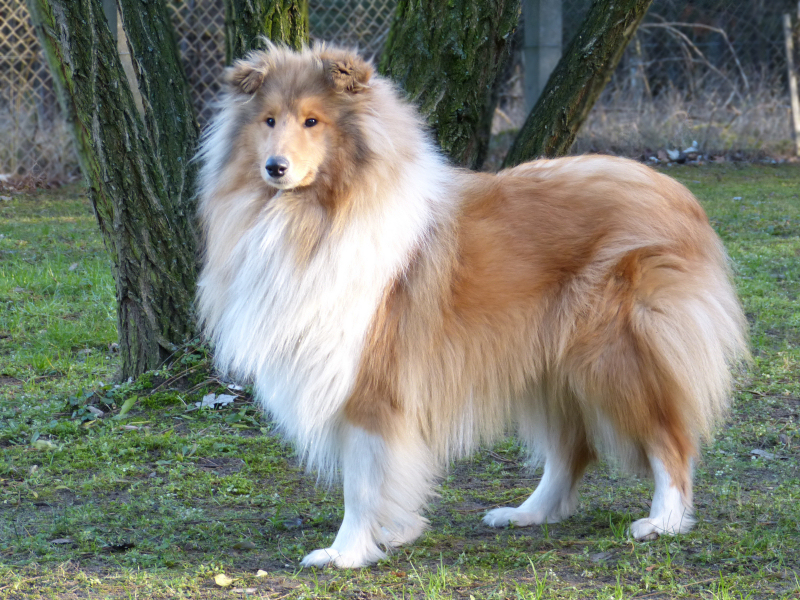 Zanzarella vom Old Tom (Zanza), 16. Dezember 2013. Foto Doris Franke