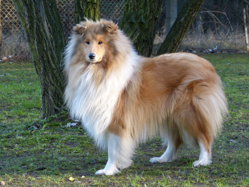 Zanzarella vom Old Tom (Zanza), 16. Dezember 2013. Foto Doris Franke