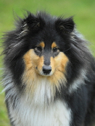 Cahleesi, Foto D. Kina Cahleesi, Foto D. Kina