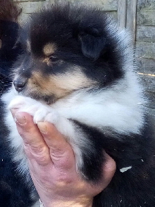 Fluffy Fuchur Fluffy Fuchur