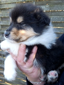 Fluffy Farush Fluffy Farush