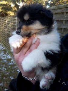 Fluffy King Fluffy King