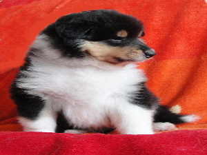 Quendoline Quendoline