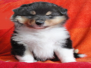 Quendoline Quendoline