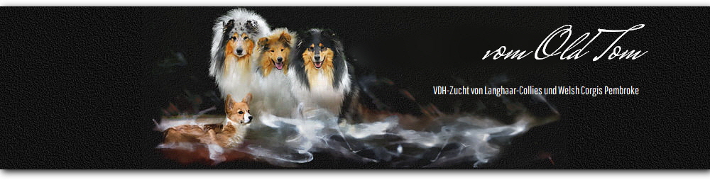 VDH-Zucht von Langhaar-Collies und Welsh Corgis Pembroke