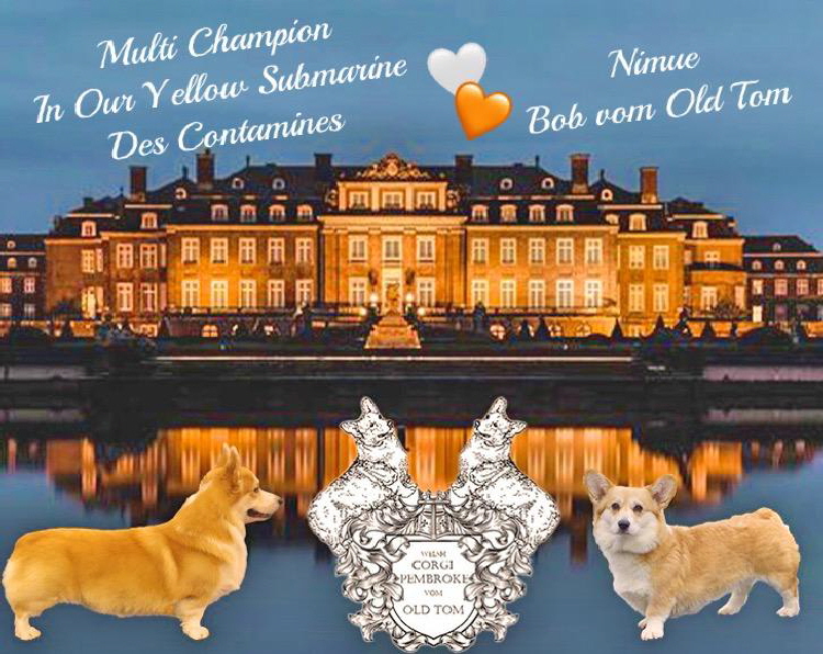 Wurfankündigung Ivy's x Nimue Wurfankündigung Ivy's x Nimue