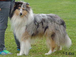 Konfetti Blue vom Old Tom, Gotha 2009. Foto D. Kina Konfetti Blue vom Old Tom, Gotha 2009. Foto D. Kina
