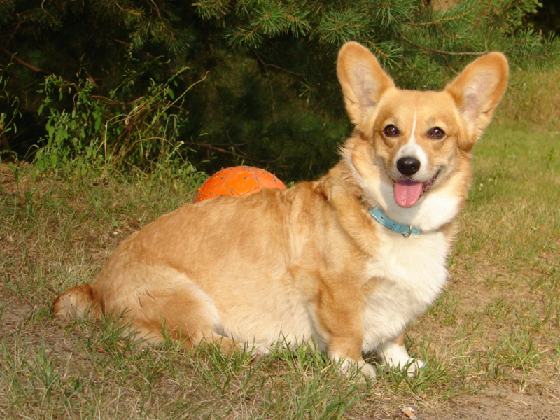 corgi08119 corgi08119