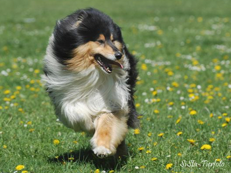 Palace, Foto SiSta-Tierfoto Palace, Foto SiSta-Tierfoto