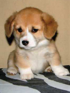 Manja, 8 Wochen alt Manja, 8 Wochen alt