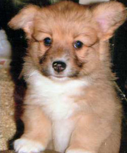 Amy (Mindy), 8 Wochen alt Amy (Mindy), 8 Wochen alt